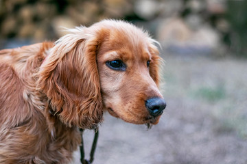Cocker spaniel on chain close up. Dog in captivity_
