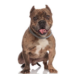 happy american bully panting and sticking out tongue
