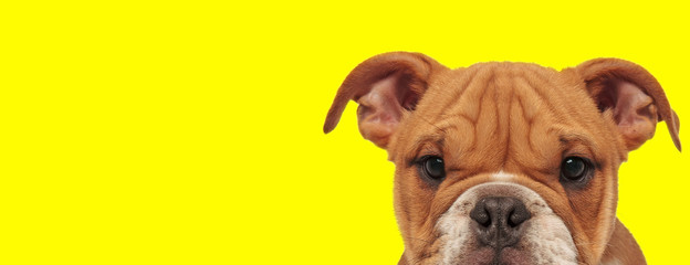 english bulldog dog hiding his face from camera