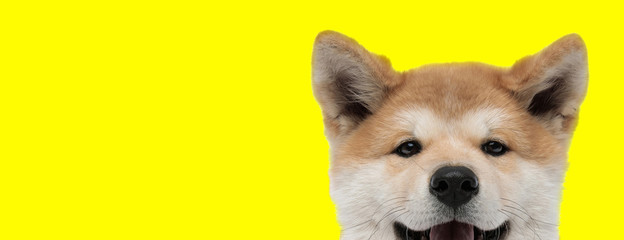 adorable akita inu dog with brown fur hiding - obrazy, fototapety, plakaty
