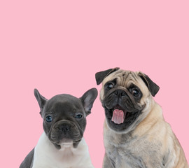 team of two dogs on pink background