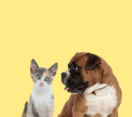 couple of animals looking at camera and aside