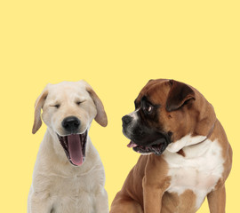 couple of dogs yawning and lloking aside