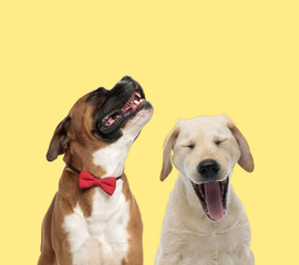 couple of dogs howling in pain and shouting powerful