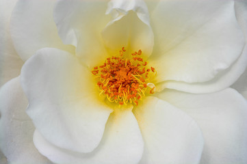 White Rose petals