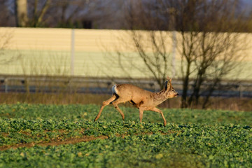Naklejka na ściany i meble deer in the fields