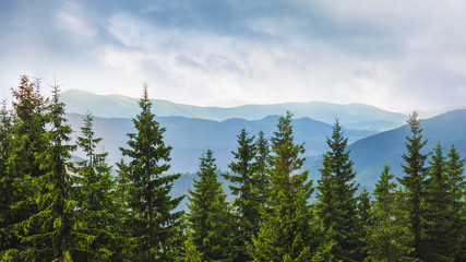 Green spruce on blue mountains background. Mountain landscape_