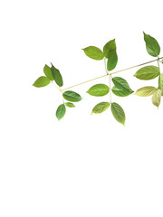 Cutting branch of  leaves which is in different green tone, isolated on a white background.