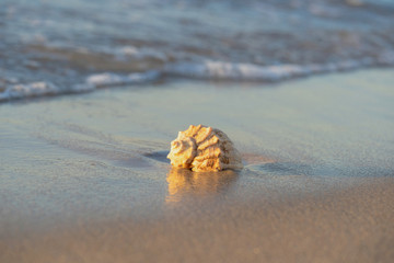 beautiful shell lies on the beach, next to the azure water of the sea