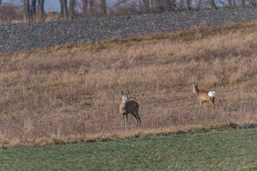 Naklejka na ściany i meble deer in the fields