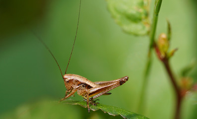 grasshopper on leaf