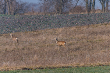deer in the fields