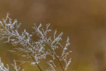 frosty grass