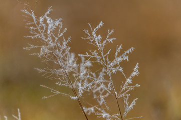 frosty grass