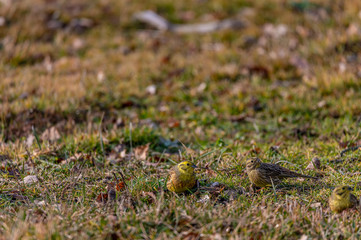 Larks feeding in grass
