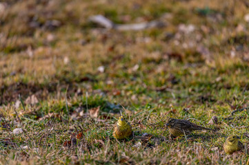Larks feeding in grass