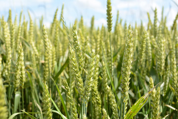 Wheat field closeup in a beautiful summer day, blue cloudy sky