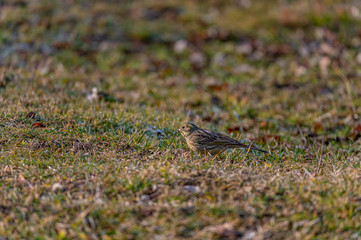 Larks feeding in grass
