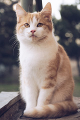 Obraz premium Lovely ginger kitten sitting outdoor in the evening, cat relax outdoor.