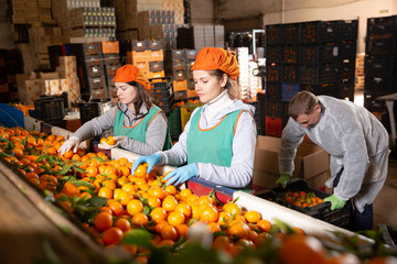 Obraz premium Woman working on producing sorting line at fruit warehouse