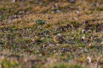 Larks feeding in grass