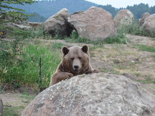 Obraz premium grizzly eating grapes