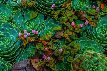 Echeveria plant in its wild environment