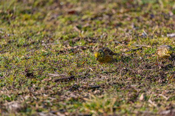 Larks feeding in grass