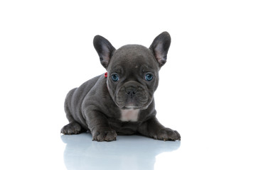 Calm French bulldog cub looking forward and resting