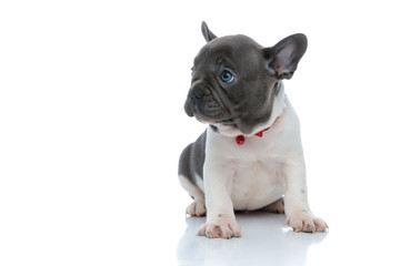Adorable French bulldog puppy looking away and begging