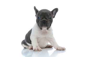 Cheerful French bulldog puppy looking forward