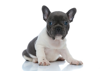 Dutiful French bulldog puppy looking forward prepared