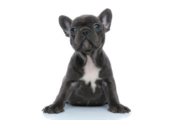 Eager French bulldog puppy looking curiously looking up while sitting