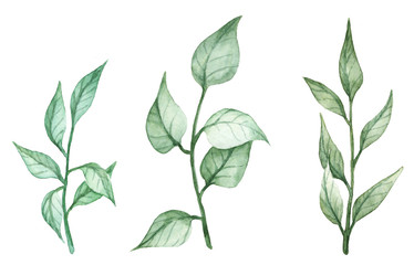 Botanical collection of watercolor green leaves