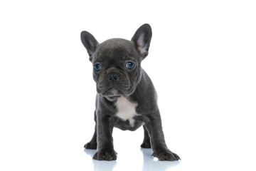 Joyful French bulldog puppy looking forward