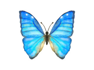 Hand drawn watercolor butterfly Morpho Aega isolated on white
