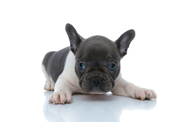 Fototapeta premium Cheerful French bulldog cub looking forward and wondering