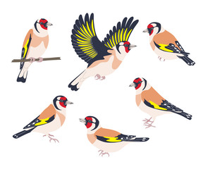 Goldfinch Birds Flying and Sitting Set - obrazy, fototapety, plakaty