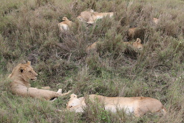 Pride of Lions, Serengeti, Tanzania