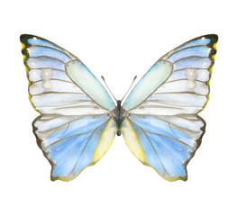 Hand drawn watercolor butterfly Morpho Godarti isolated on white