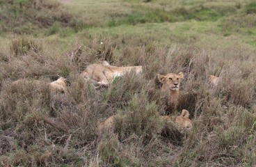 Pride of Lions, Serengeti, Tanzania