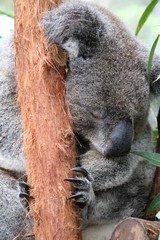 Koala Phascolarctos cinereus tree dweller in Australia