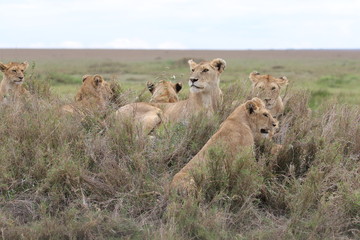 Pride of Lions, Serengeti, Tanzania