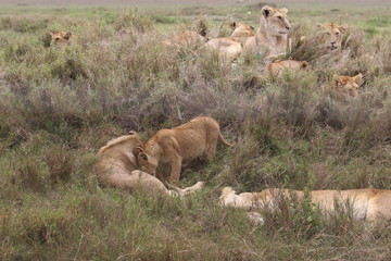 Naklejka na ściany i meble Pride of Lions, Serengeti, Tanzania