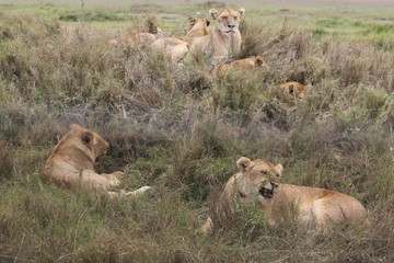 Pride of Lions, Serengeti, Tanzania