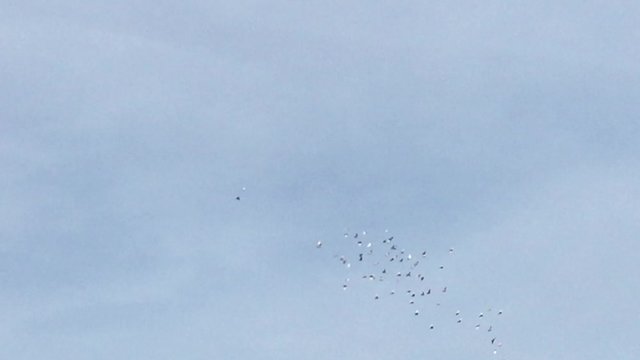 flock of starling birds flying fly swooping in the sky swirl in group
