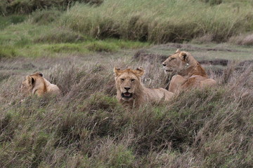 Pride of Lions, Serengeti, Tanzania