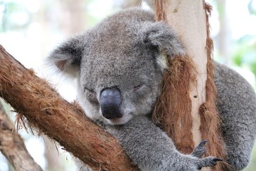 Koala in Australia