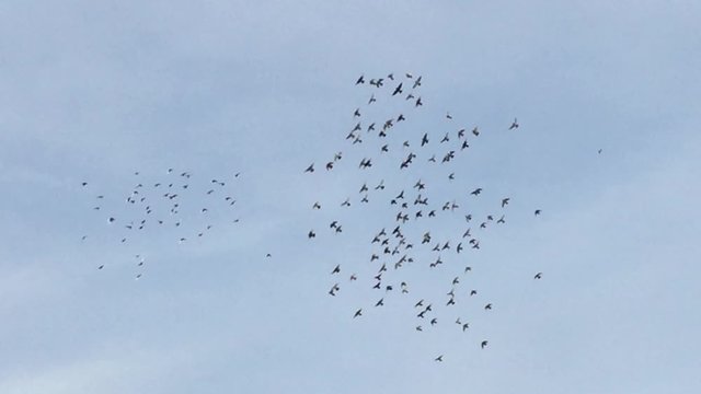 flock of starling birds flying fly swooping in the sky swirl in group