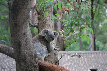 Koala in Australia